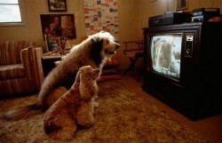 NL16 - spalla - flash news - tv per cani