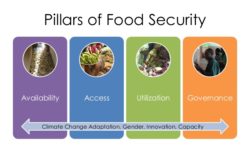 I quattro pilastri della Food Security